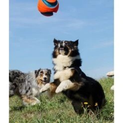 Ballon Kick Fetch (2 Tailles) 13 Ballon Kick Fetch (2 Tailles) -Animalin Boutique ballon kick fetch 2 tailles 3