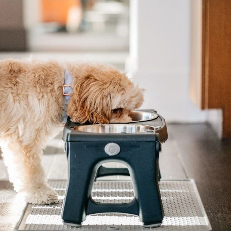 Double Gamelle à Hauteur Réglable (avec Bols En Inox) 4 Double Gamelle à Hauteur Réglable (avec Bols En Inox) – Image 2