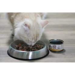 Promo -25% Dr Catsby (Gamelle En Acier Inoxydable Pour Chat) 11 Promo -25% Dr Catsby (Gamelle En Acier Inoxydable Pour Chat) -Animalin Boutique dr catsby gamelle en acier inoxydable pour chat 4