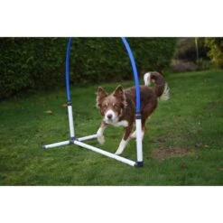 Hooper Agility Run -Animalin Boutique hooper agility run 4