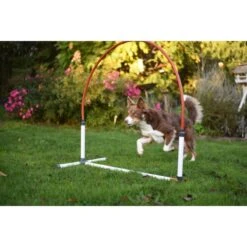 Hooper Agility Run -Animalin Boutique hooper agility run 5