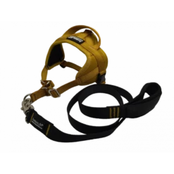 -5% Kit Harnais Automne Animalin® Ocre Jaune + Laisse Assortie 1m20 (6 Tailles)