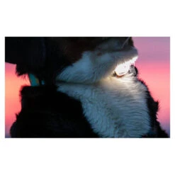 Lampe De Sécurité Ultra LED Matrix - 6 Couleurs - Charge USB - 100 % étanche 9 Lampe De Sécurité Ultra LED Matrix - 6 Couleurs - Charge USB - 100 % étanche -Animalin Boutique lampe de securite ultra led matrix 6 couleurs charge usb 100 etanche 2