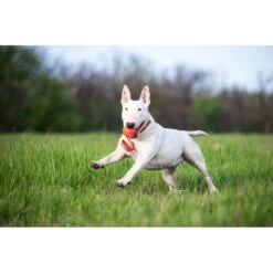 Balle Liker Et Sangle (Liker Line) -Animalin Boutique liker 2