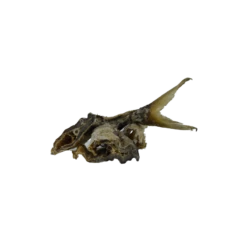 Poissons Séchés De Norvège (Greenheart Premiums Stockfish - 3 Conditionnements) 7 Poissons Séchés De Norvège (Greenheart Premiums Stockfish - 3 Conditionnements) -Animalin Boutique poissons seches de norvege greenheart premiums stockfish 1